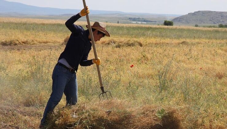 Çiftçilerin beklediği haber geldi! Devlet 2 bin kuzu satacak