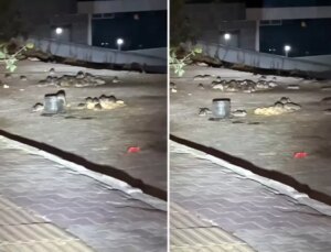 Esenyurt’ta onlarca fare sokak ortasında cirit atıyor