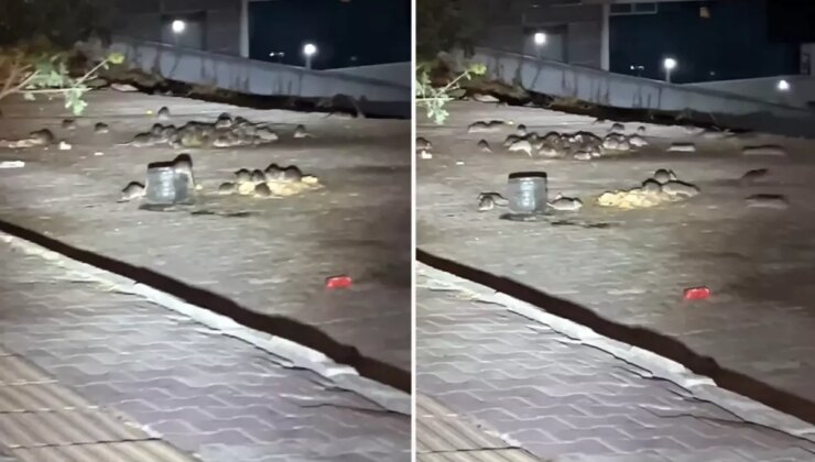 Esenyurt’ta onlarca fare sokak ortasında cirit atıyor