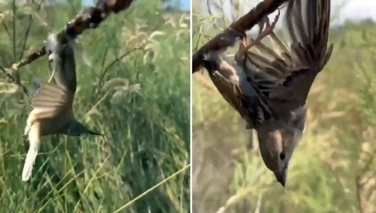 Görüntü Türkiye’den! Kuş cennetine giden araştırmacılar gördükleri karşısında şoke oldu