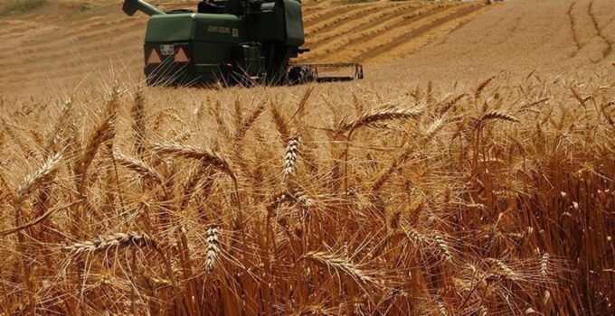 Hasat zamanı geldi: 90 bin ton rekolte bekleniyor