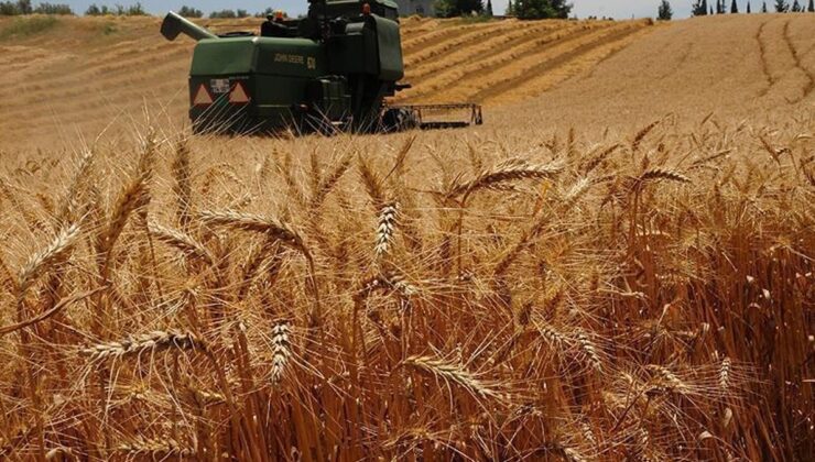 Hasat zamanı geldi: 90 bin ton rekolte bekleniyor