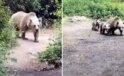 "Sakin olun saldırmaz" dedi, saniyeler sonra kabusu yaşadı