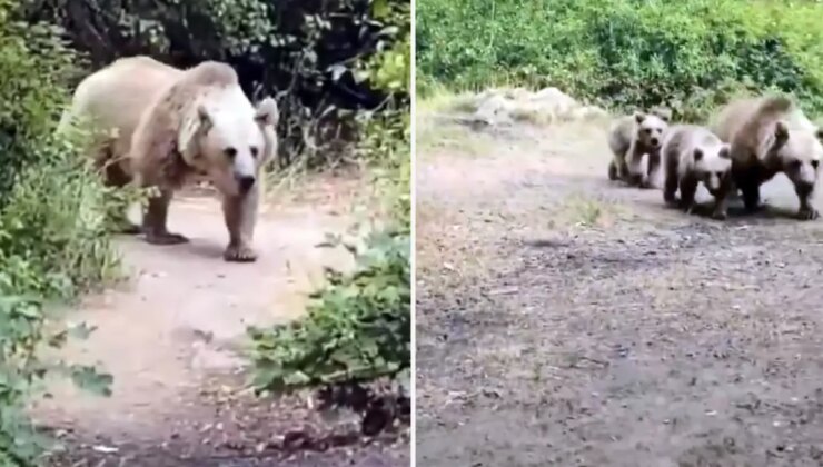 "Sakin olun saldırmaz" dedi, saniyeler sonra kabusu yaşadı