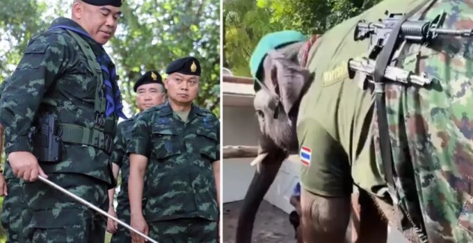 Tayland-Kamboçya savaşından ilginç görüntüler! Sınıra fil konuşlandırıldı