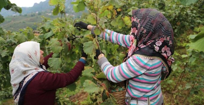 Vali Yardımcısı : Fındık işçisinin yevmiyesi belli oldu