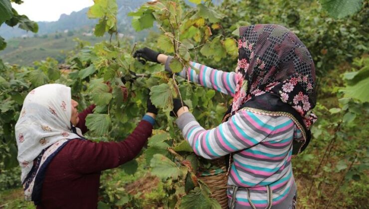 Vali Yardımcısı : Fındık işçisinin yevmiyesi belli oldu
