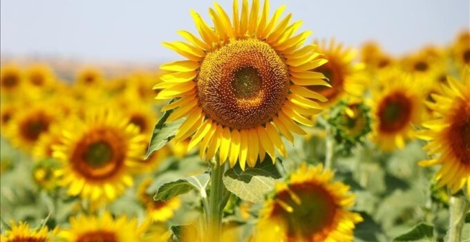 1,7 milyon kilo ayçiçeği ihaleyle satışa çıkarılıyor