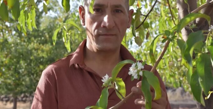 Ağustos ayında üreticiyi tedirgin eden manzara: Çok garip bir durum