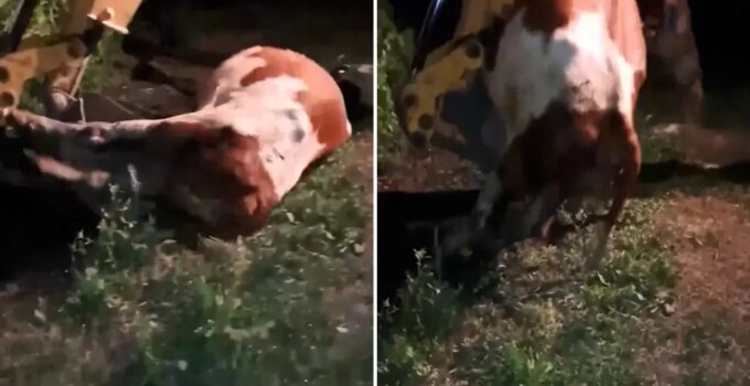 Ardahan’da durum içler acısı! Gömülen sadece hayvanlar değil, umutlar ve emekler de toprağa karışıyor