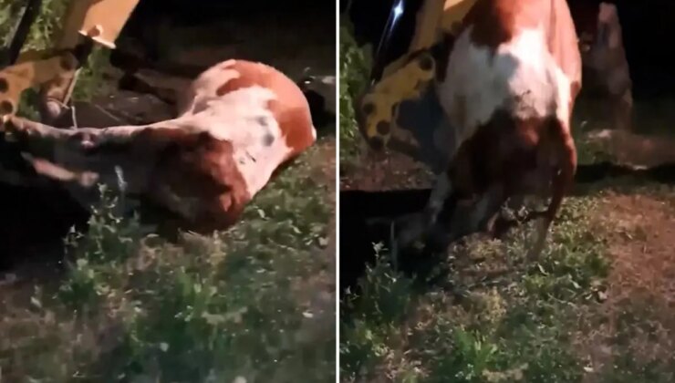 Ardahan’da durum içler acısı! Gömülen sadece hayvanlar değil, umutlar ve emekler de toprağa karışıyor