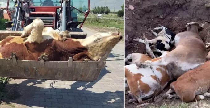 Ardahan’ın sessiz çığlığı! Ölen hayvan sayısı korkunç boyutlara ulaştı