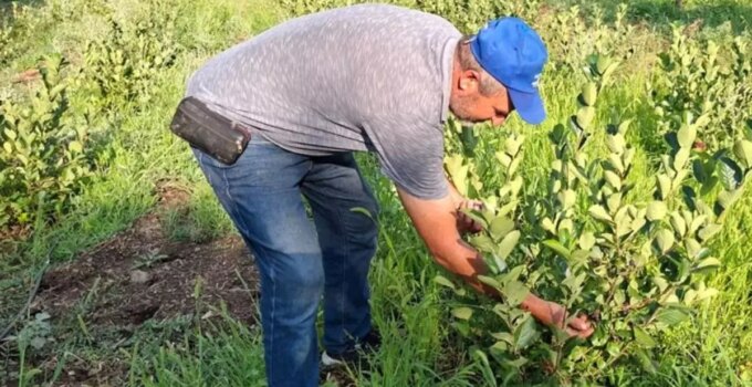 Arkadaşının tavsiyesi ile dikti, şimdi paraya para demiyor
