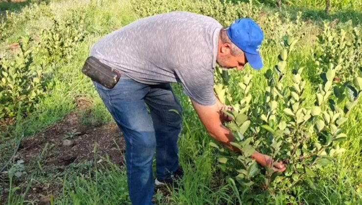Arkadaşının tavsiyesi ile dikti, şimdi paraya para demiyor