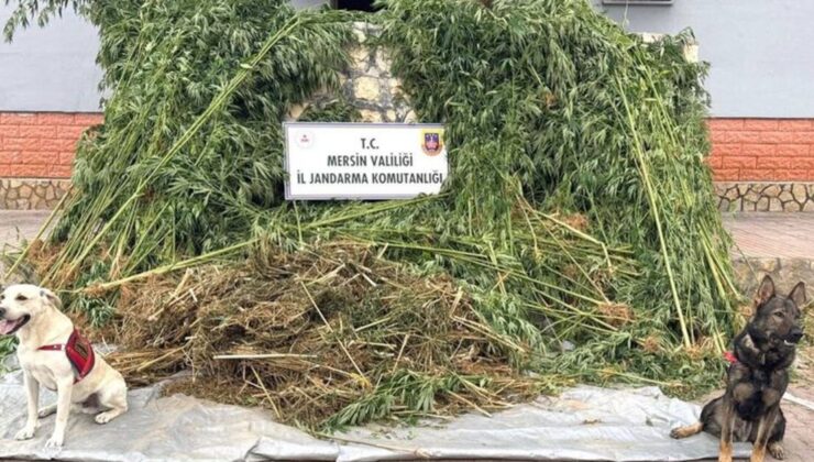 Bahçesini kenevir tarlasına çeviren şüpheli tutuklandı
