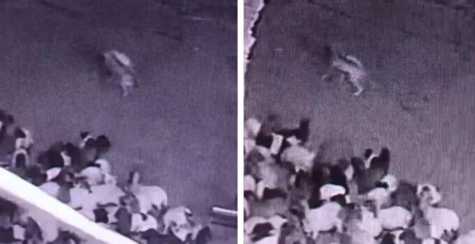 Batman’da sürüye kurt saldırısı! O anlar kameralarda