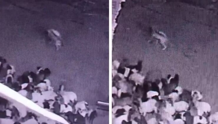 Batman’da sürüye kurt saldırısı! O anlar kameralarda