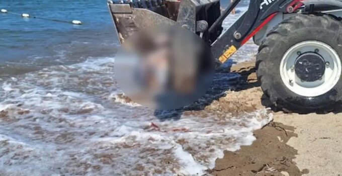 Bodrum’da ölü yunus sahile vurdu, turistler şok oldu