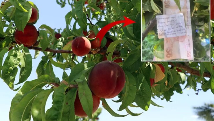 Canı çektiği için ağaçtan şeftali alan vatandaş, çiftçiye para ve not bıraktı