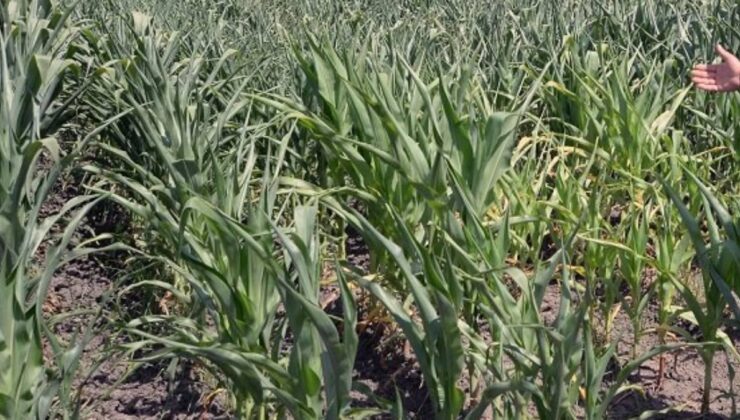 Hasatla beraber çiftçinin çilesi başladı, hepsi kan ağlıyor: Tarlada zarar büyüdü
