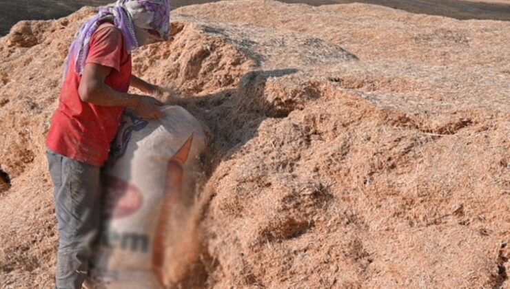 Hububat hasadından sonra sıra besicilerde: Fiyatlar üçe katlandı