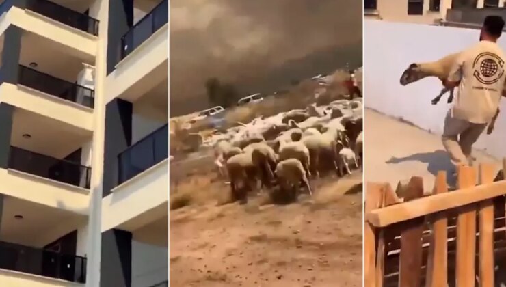 İnsanlığımızdan utandık! Yangından kaçan çoban ve koyunları siteye alınmadı