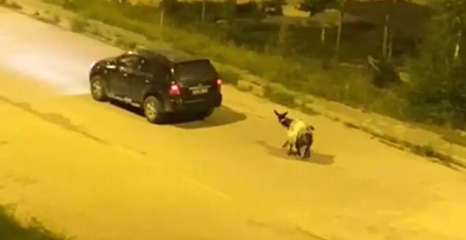 Kars’ta eşeği arabaya bağlayıp, zorla sürükleyerek götürdüler