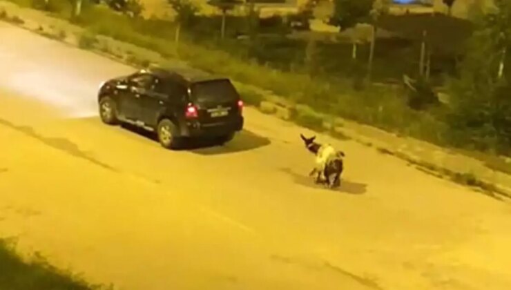 Kars’ta eşeği arabaya bağlayıp, zorla sürükleyerek götürdüler