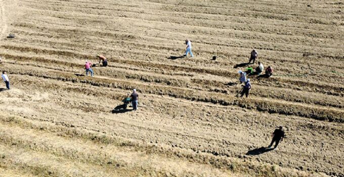 Kilosu 450 bin lira: Hasat bitti, ekim başladı