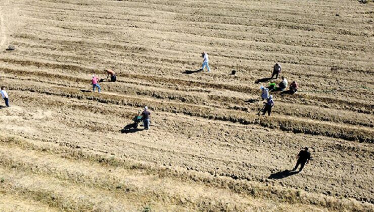 Kilosu 450 bin lira: Hasat bitti, ekim başladı