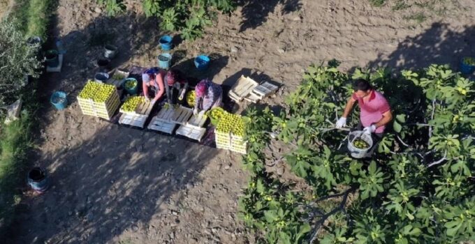 Mut'ta beyaz altın hasadı başladı: Almanya ve Dubai kapış kapış alıyor, taneyle satılıyor