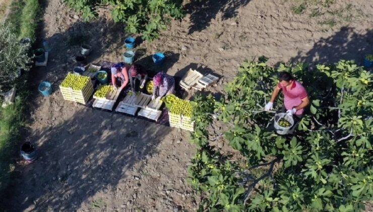 Mut'ta beyaz altın hasadı başladı: Almanya ve Dubai kapış kapış alıyor, taneyle satılıyor