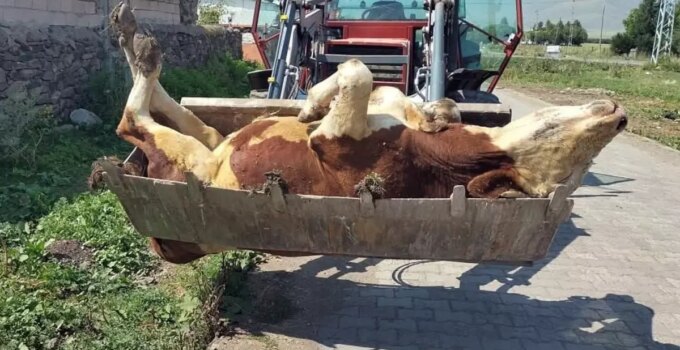 Şap salgınının en çok vurduğu ilimiz: Hayvanlarının ölümlerini çaresizce izliyorlar