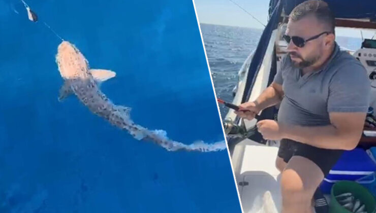 Saros Körfezi’nde oltaya takıldı! 20 dakika mücadele etti: 1.5 metre boyunda