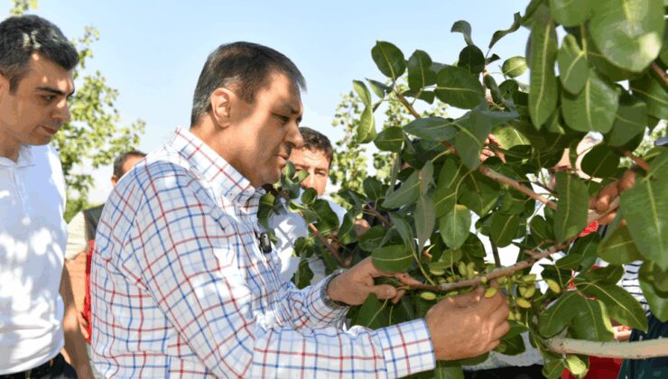 Sezonun ilk hasadı başladı: Vali de hasada dahil oldu