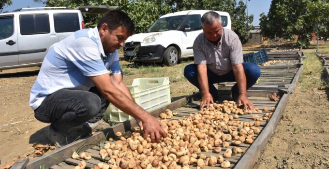 Sezonun ilk satışı yapıldı: Kilosu 400 lira