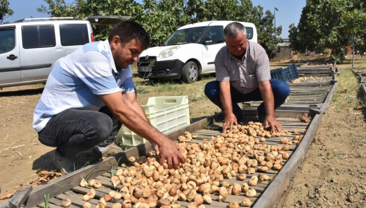 Sezonun ilk satışı yapıldı: Kilosu 400 lira