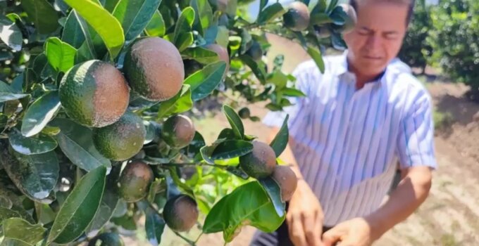Sıcak hava narenciyeyi vurdu