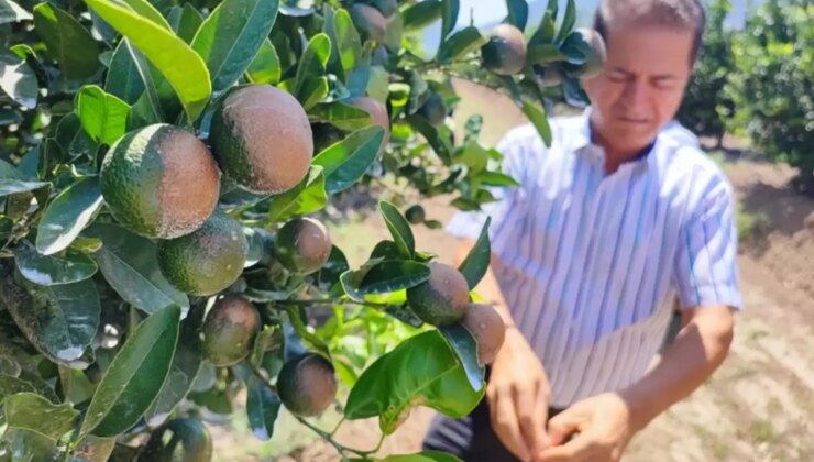 Sıcak hava narenciyeyi vurdu
