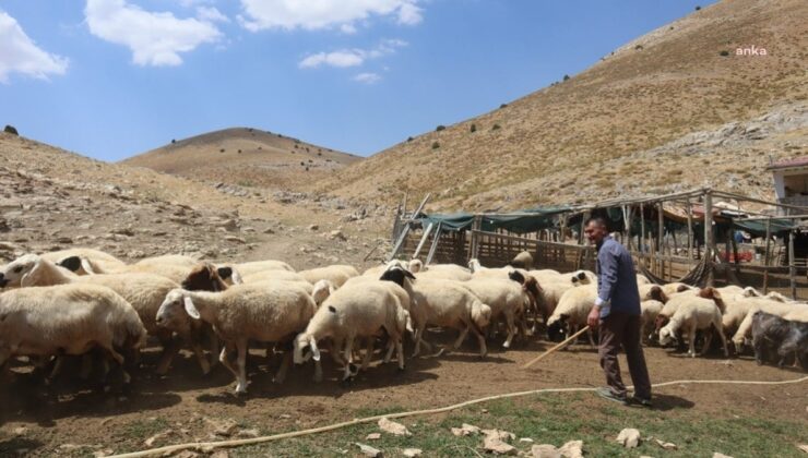 Şimdi de çoban baronları ortaya çıktı
