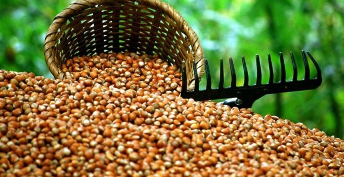 Son dakika… Fındık alım fiyatı belli oldu