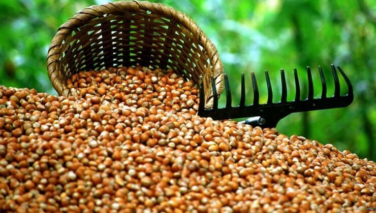 Son dakika… Fındık alım fiyatı belli oldu