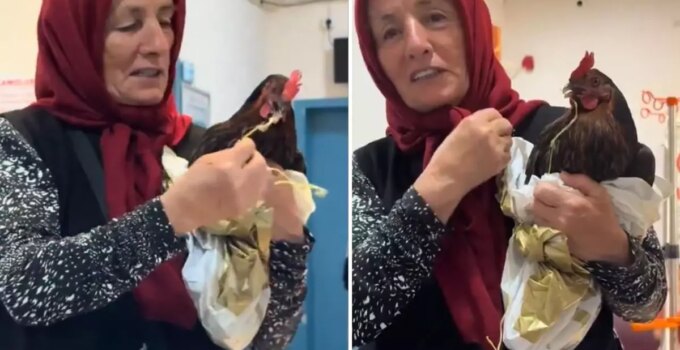 Tavuğunu devlet hastanesine götürdü, personelin cevabıyla hayal kırıklığına uğradı