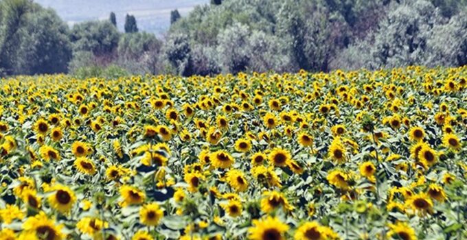 Trakya Birlik, ayçiçeği ön alım fiyatını açıkladı: Ton başına 28 bin TL ödeme yapılacak