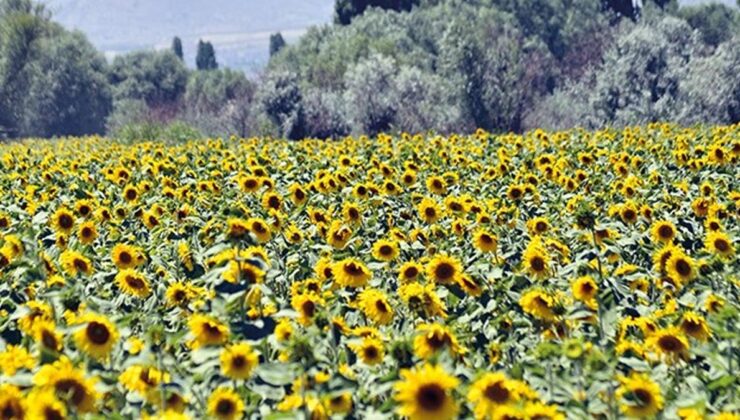Trakya Birlik, ayçiçeği ön alım fiyatını açıkladı: Ton başına 28 bin TL ödeme yapılacak