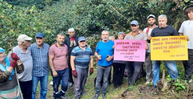 Tüm Köy Sen Ordu Şubesi: Fındık fiyatı en az 300 TL olmalı