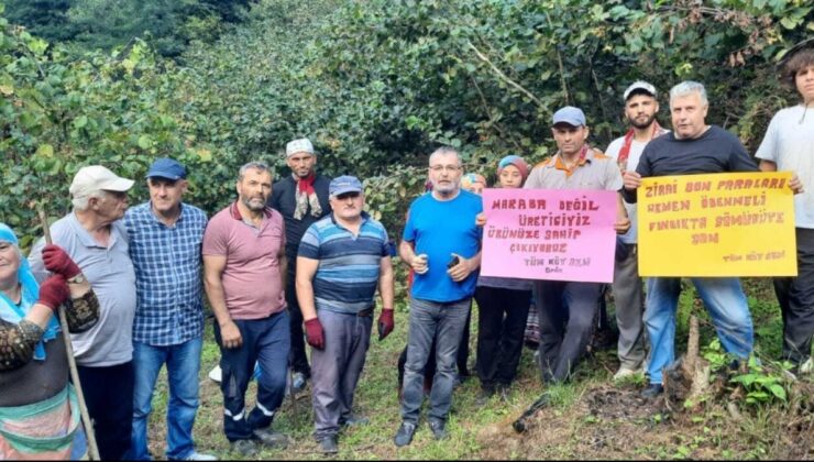 Tüm Köy Sen Ordu Şubesi: Fındık fiyatı en az 300 TL olmalı