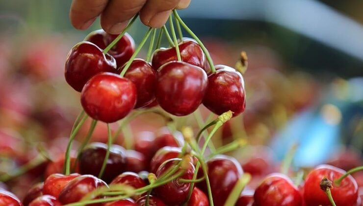 Türk kirazı Norveç'te daha ucuz! Vatandaş tadını unuttu, onlar tüketiyor