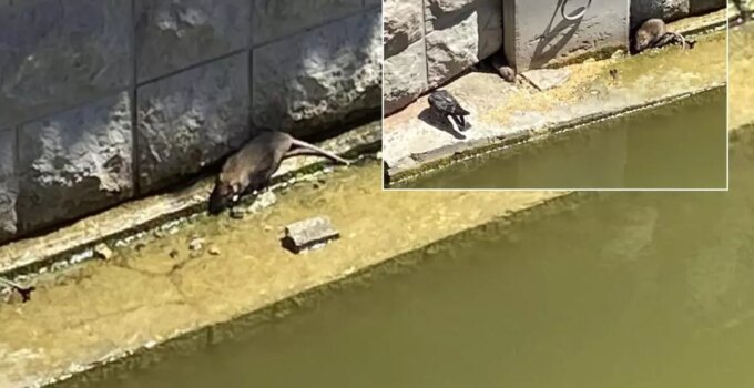 Türkiye’nin Venedik’ini fareler bastı