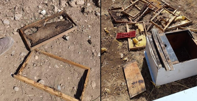 Üretici 100 bin lira zarara uğradı: Her yıl ayı saldırısına uğruyoruz